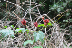 Trichosanthes tricuspidata